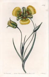 Calochortus har stora gula blommor - Graverad tavla av S.Watts, från en illustration av Sarah Anne Drake (1803-1857), från Botanical Register of Sydenham Edwards (1768-1819), England