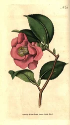 Camelia från Japan - Rose camellia, Camellia japonica. Handkolorerad kopparstick efter en botanisk illustration av James Sowerby från William Curtis