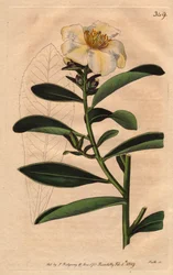 Camellia (Camelias) Penang, en vit blomma tonad med gulaktig nyans till blomma. Camellia axillaris. Handfärgad kopparstick från en botanisk illustration av Sydenham Edwards från William Curtis "" Botanical Magazine"" 1790-1800.
