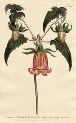 Kanarieöarnas klocktorn, blomma i form av en fallande klocka, gul med rosa åder, ursprung Kanarieöarna. Kanariefågelblomma med rosa ådrade gula blommor hängande. En infödd på Kanarieöarna. Canarina campanula. Handfärgad kopparstick från