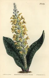 Cape Hyacinth (falsk orkidé) - Fläckbladiga orchis-liknande lachenalia, Lachenalia orchioides. Handkolorerad kopparstick av F. Sansom Jr. efter en illustration av Sydenham Edwards från William Curtis