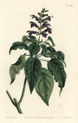 Karibisk salvia - Salvia lamiifolia (lilablommig salvia, Salvia amoena). Handkolorerad kopparstick av F. Sansom Jr. efter en illustration av Sydenham Edwards från William Curtis