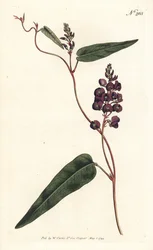 Caulinia bimaculata (lila glycin, Glycine bimaculata). Handfärgad kopparstick av Sansom efter en illustration av Sydenham Edwards från William Curtis