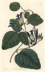 Caulinie noiratre, infödd i Australien - S. Watts starkt vatten från en illustration av Sarah Anne Drake (1803-1857), från det botaniska registret