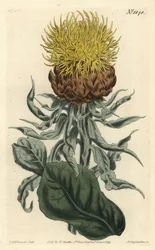 Centauree a grosse tête - Jätte knaggräs eller storhuvad gul centaury, Centaurea macrocephala. Handkolorerad kopparstick av F. Sansom Jr. efter en illustration av Sydenham Edwards från William Curtis
