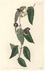 Ceropegia elegant, infödd i Indien - Strong water av S. Watts från en illustration av Sarah Anne Drake (1803-1857), från Botanical Register