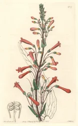 Chelone (eller Galane) har valerianablad, hemma i Kalifornien - S. Watts starkt vatten från en illustration av Sarah Anne Drake (1803-1857), från Botanical Register