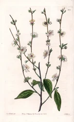 Körsbärsträd - Graverad tavla av S.Watts, från en illustration av Sarah Anne Drake (1803-1857), från Botanical Register of Sydenham Edwards (1768-1819), England