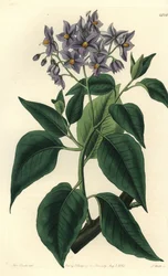 Chilenskt potatisträd eller krusbladigt solanum. Handkolorerad kopparstick av S. Watts efter en illustration av Miss Sarah Drake från Sydenham Edwards