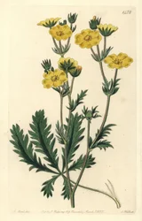 Cinquefoil dressee - Jagged-leaved cinquefoil, Potentilla laciniosa. Handkolorerad kopparstick av S. Watts efter en illustration av M. Hart från Sydenham Edwards
