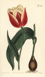 Claramond tulpan, Tulipa suaveolens var. latifolia. Handfärgad kopparstick av Weddell efter en botanisk illustration av Sydenham Edwards från William Curtis