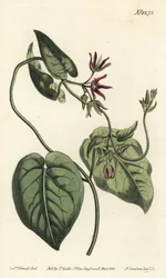 Klättrande mjölkranka, Matelea obliqua (Virginian cynanchum, Cynanchum discolor). Handkolorerad kopparstick av F. Sansom Jr. efter en illustration av Sydenham Edwards från William Curtis