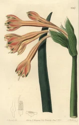 Clinanthus fulvus (Tawny coburgia, Coburgia fulva). Handkolorerad kopparstick av S. Watts efter en illustration av William Herbert från Sydenham Edwards
