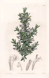 Clinopodium Variete - Tallrik graverad av S.Watts, från en illustration av Sarah Anne Drake (1803-1857), från Botanical Register of Sydenham Edwards (1768-1819), England