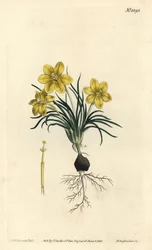 Klockblomma, Moraea fugacissima (Smalbladig galax, Galaxia graminea). Handkolorerad kopparstick av F. Sansom Jr. efter en illustration av Sydenham Edwards från William Curtis