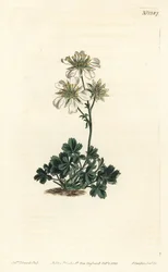 Clusius cinquefoil - Clusius cinquefoil, Potentilla clusiana. Handkolorerad kopparstick av F. Sansom Jr. efter en illustration av Sydenham Edwards från William Curtis