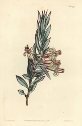 Klasblommiga styphelia, Styphelia triflora. Handkolorerad kopparstick av F. Sansom Jr. efter en illustration av Sydenham Edwards från William Curtis