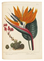 Cobweb Houseleek and Canna Leaved Strelitzia, 1806