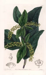 Coccoloba variete, infödd i Västindien - graverad av S.Watts, från en illustration av Sarah Anne Drake (1803-1857), från Botanical Register of Sydenham Edwards (1768-1819), England