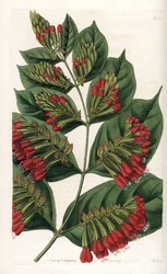 Combretum Variete, Red Flower Graphips - Graverad av S.Watts, från en illustration av Sarah Anne Drake (1803-1857), från Botanical Register of Sydenham Edwards (1768-1819), England