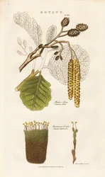 Klibbal och Bartramia mossa