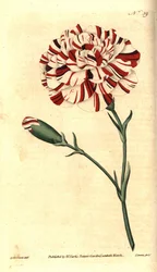 Vanlig nejlika, blomnejlika eller nejlika nejlika - Franklins tandsten, scharlakansröd bisarr nejlika, Dianthus caryophyllus. Handkolorerad kopparstick av James Sowerby efter en botanisk illustration av Sydenham Edwards från William Curtis