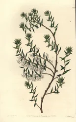 Vanlig hed, Epicris impressa (Snöig epacris, Epicris nivalis). Handkolorerad kopparstick av S. Watts efter en illustration av Miss Sarah Drake från Sydenham Edwards