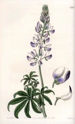 Vanlig flodstrandslupin - Graverad tavla av S.Watts, från en illustration av Sarah Anne Drake (1803-1857), från Botanical Register of Sydenham Edwards (1768-1819), England
