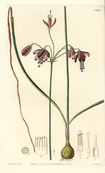 Korall från Mexiko eller droppe korall - Koralldroppar, Bessera elegans (Hålbladiga pharium, Pharium fistulosum). Handkolorerad kopparstick av S. Watts efter en illustration av William Herbert från Sydenham Edwards