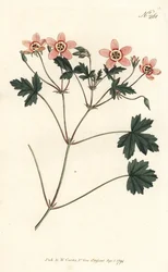 Trannäbb (eller storknäbb) - Köttfärgad trannäbb, Erodium incarnatum. Handfärgad kopparstick av Sansom efter en illustration av Sydenham Edwards från William Curtis
