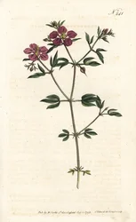 Crete Fagonia - Kretisk fagonia, Fagonia cretica. Handfärgad kopparstick av Sansom efter en illustration av Sydenham Edwards från William Curtis
