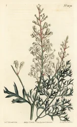 Skrynkbuske eller renfana - Skrynkbuske eller persiljeormbunke (svavelörtbladig lomatia), Lomatia silaifolia. Handkolorerad kopparstick av F. Sansom Jr. efter en illustration av Sydenham Edwards från William Curtis