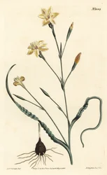 Krullbladig moraea, Moraea crispa. Handkolorerad kopparstick av F. Sansom Jr. efter en illustration av Sydenham Edwards från William Curtis