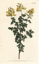 Cytisophyllum sessilifolium (Vanlig cytisus, Cytisus sessilifolius). Handkolorerad kopparstick av Sansom efter en illustration av Sydenham Edwards från William Curtis