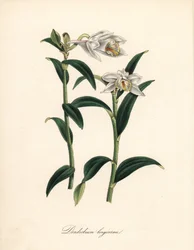 Dendrobium variete - Långhornig dendrobium orkidé, Dendrobium longiconu. Kopierat från Sydenham Edwards "" Botanical Register."" Handkolorerad zinkograf av C. Chabot tecknad av Miss M. A. Burnett från hennes "" Plantae Utiliores: or Illustrations of Useful
