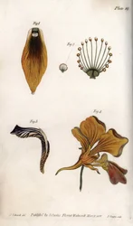 Detaljerad beskrivning av stam och krona på fritillary. Färgad kopparstick, illustration av Sydenham Edwards (1768-1819) för Conferences of Botanical, Botanical Garden of Lambeth (England)