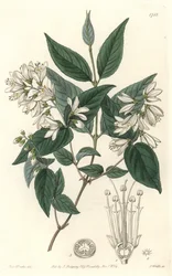 Deutzie rude, infödd i Japan - Water forte av S. Watts från en illustration av Sarah Anne Drake (1803-1857), från Botanical Register