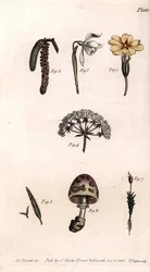 Olika kalkar: primerose, snö pierce, hasselnöt, cike, gräs, svamp och mossa. Färgad kopparstick, illustration av Sydenham Edwards (1768-1819) för Conferences of Botanical, Botanical Garden of Lambeth (England)