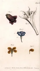 Olika kronblad: belladonnan, stramoine datura, den stora snäckan och väggarnas girofle. Färgad kopparstick, illustration av Sydenham Edwards (1768-1819) för Conferences of Botanical, Botanical Garden of Lambeth (England)