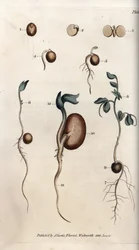 Olika groningsstadier hos ärtfrö och vanlig böna. Kolorerat kopparstick, illustration av Sydenham Edwards (1768-1819) för Conferences of Botanical, Lambeths botaniska trädgård (England)