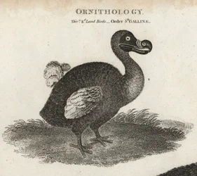 Dodo, Raphus cucullatus, utdöd flyglös fågel. Kopparstick av T. Milton efter en illustration av Sydenham Edwards från Abraham Rees