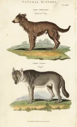 Hund och varg - Herdehund, Canis familiaris, och varg, Canis lupus. Handfärgad kopparstick efter Sydenham Edwards från John Mason Goods Pantologia, a New Encyclopedia, G. Kearsley, London