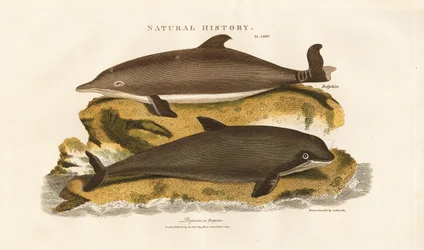 Delfin och vanlig tumlare