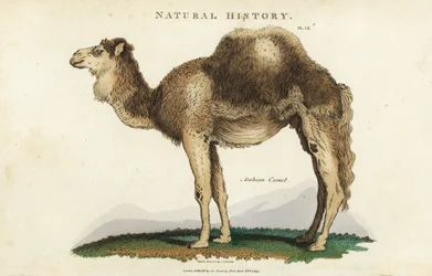 Dromedar - Arabisk, dromedar eller enpuckel kamel, Camelus dromedarius. Handfärgad kopparstick efter Sydenham Edwards från John Mason Goods Pantologia, a New Encyclopedia, G. Kearsley, London