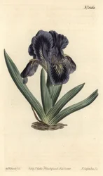 Dvärg Iris - Iris x binata (lila-blå dvärgflagga, Iris pumila var. violacea). Handkolorerad kopparstick av F. Sansom Jr. efter en illustration av Sydenham Edwards från William Curtis