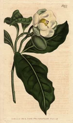 Dvärgmagnolia, med vit blomma, infödd i Cjine och Java. Dvärgmagnolia med vita blommor, infödd i Kina och Java. Magnolia coco (Magnolia pumila). Handfärgad kopparstick från en botanisk illustration av Sydenham Edwards från William Cu