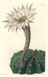 Echinocactus eyriesii, blommande kaktus, infödd i Mexiko - Strong water av S. Watts från en illustration av Sarah Anne Drake (1803-1857), från det botaniska registret