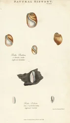 Elastisk bulla, Bulla resiliens, och blek eller cylindrisk bulla, Bulla pallida. Handfärgad kopparstick efter Sydenham Edwards från John Mason Goods Pantologia, a New Encyclopedia, G. Kearsley, London