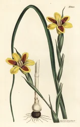 Elegant moraea, Moraea elegans (Moraea spicata). Handkolorerad kopparstick av F. Sansom Jr. efter en illustration av Sydenham Edwards från William Curtis