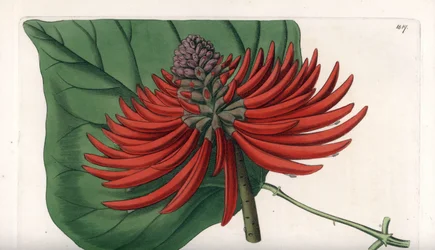 Erythrina variete, tropiskt rött blomträd - Graverad av S. Watts, från en illustration av Sarah Anne Drake (1803-1857), från Botanical Register of Sydenham Edwards (1768-1819), England